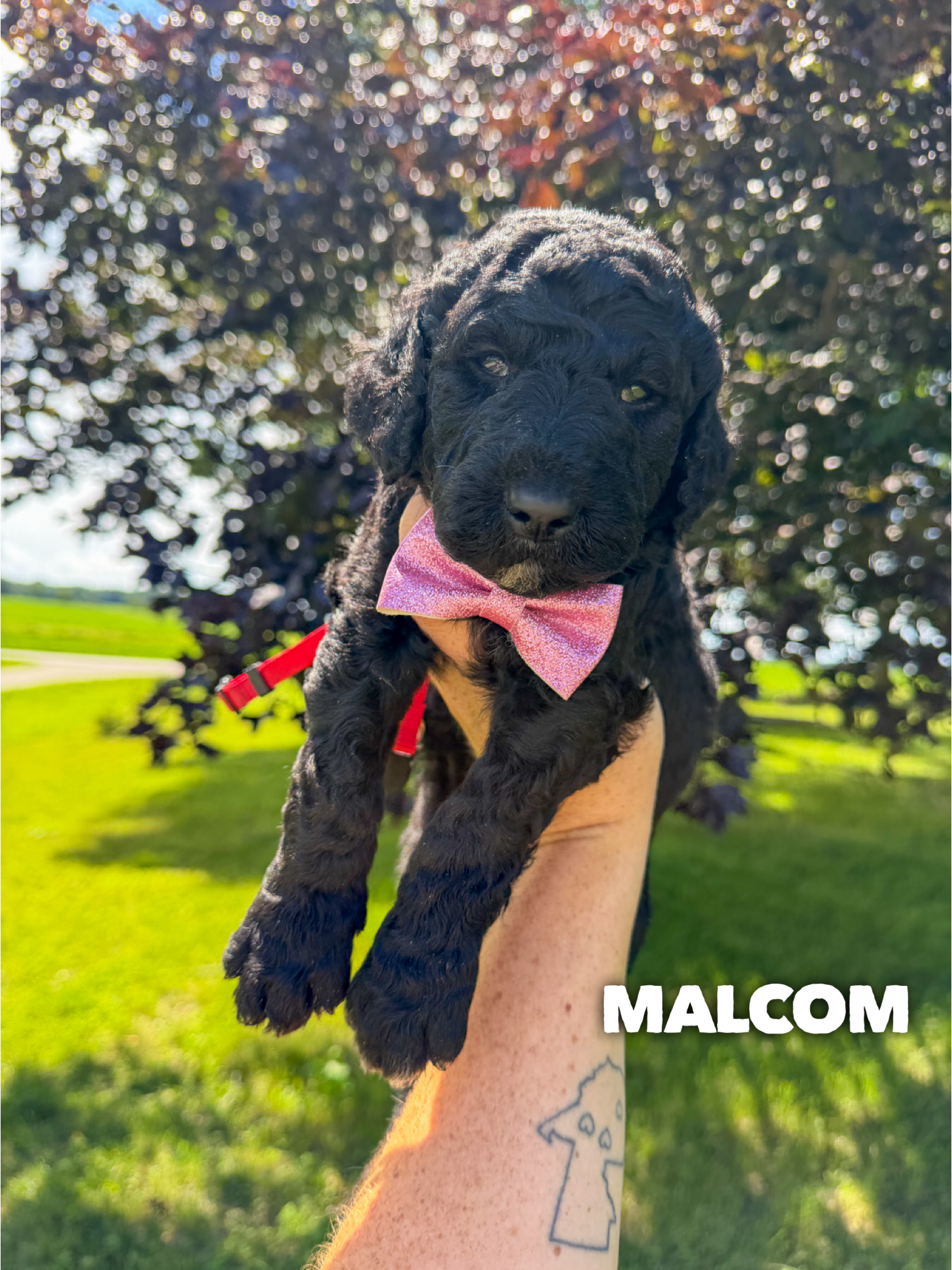 Malcom 1